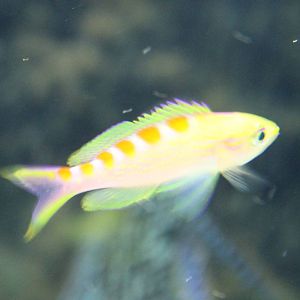 Pseudanthias flavoguttatus
