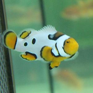 Clownfish mutation