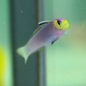 Nemateleotris lavandula