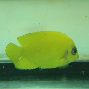 Centropyge flavissima