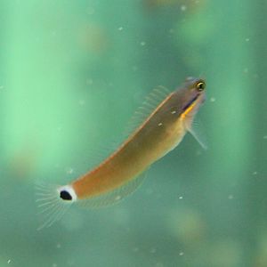 Tailspot blenny