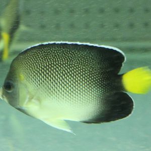 Yellow-tailed angelfish