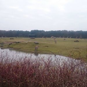 Part of one of the Africa enclosures