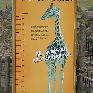 Compare-sign Giraffe-calf vs human