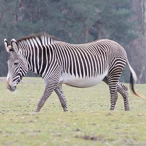 Short-legged Grevy zebra