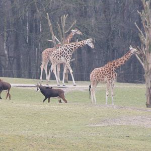 Rothschild giraffes and sable antilopes