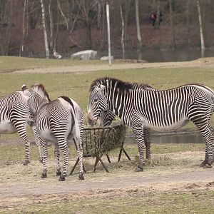 Grevy zebras