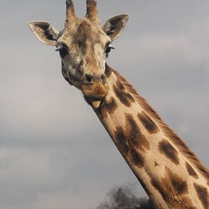 Rothschild giraffe
