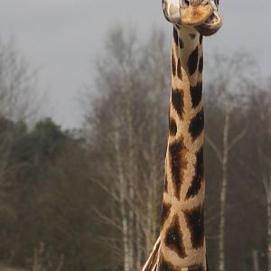 Rothschild giraffe