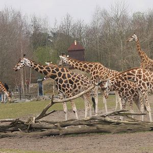 Rothschild giraffes