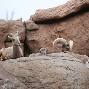 desert bighorn family