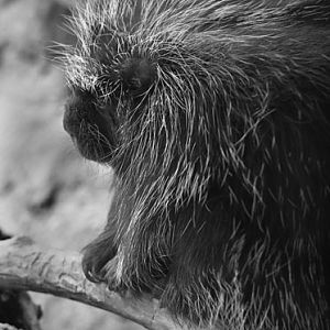 north american porcupine