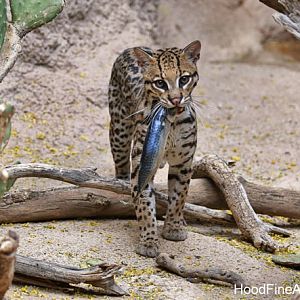 ocelot with fish