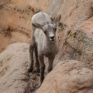 baby desert bighorn
