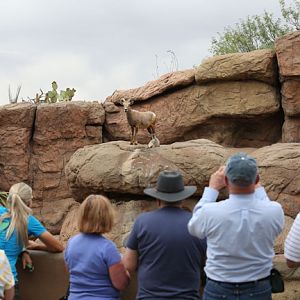visitors at bighorn exhibit