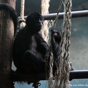Brown-headed spider monkey and her baby