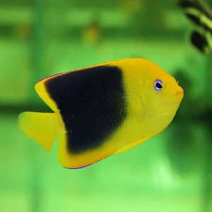 Holocanthus tricolor