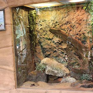 Enclosure Lampropeltis pyromelana