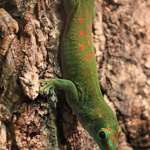 Phelsuma grandis