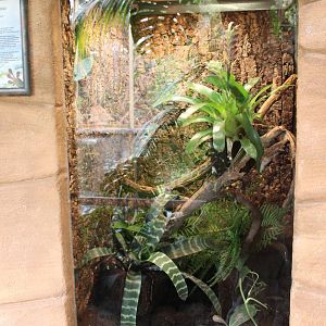 Enclosure Phelsuma grandis