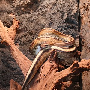 Ball python mutation