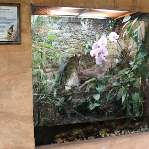 Enclosure Dendrobates leucomelas