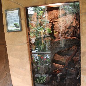 Enclosure Phyllomedusa bicolor