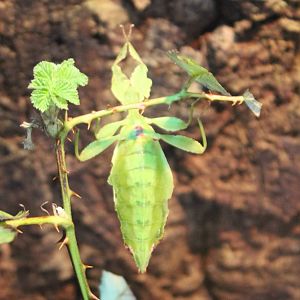 Leaf-insect
