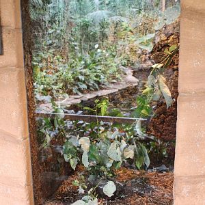 Enclosure Leaf-insect