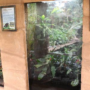 Enclosure Oriental fire-bellied toad
