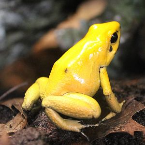 Phyllobates terribilis