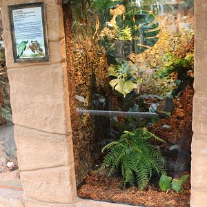 Enclosure Agalynchnis callidryas