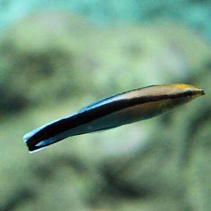 Cleaner wrasse