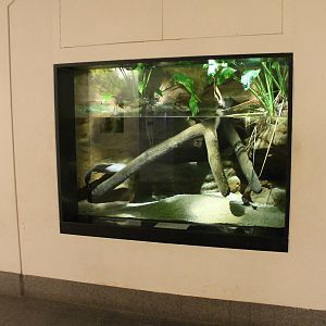 Aquarium African lungfish