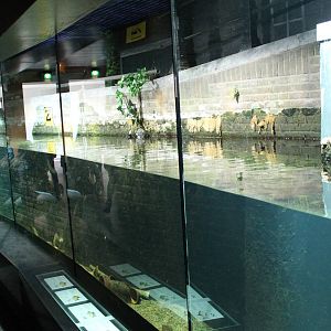 Ameterdam Gracht-aquarium