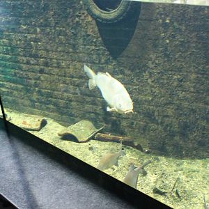 Carp in the Gracht-aquarium