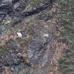 Mountain Goats - Alaska