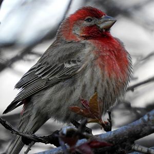 House Finch
