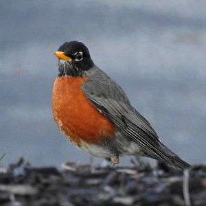 American Robin
