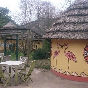 Roller - Thick-knee aviary