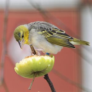 Village weaver female