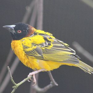 Male Village weaver