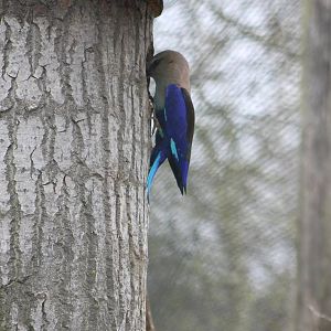 Blue-bellied roller at the nest