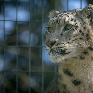 Snow leopard : Thrigby Hall : 25 Mar 2016
