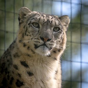 Snow leopard : Thrigby Hall : 25 Mar 2016