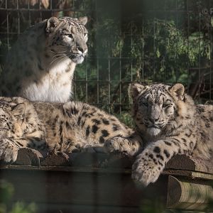 Snow leopard : Thrigby Hall : 25 Mar 2016