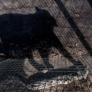 Snow leopard : Thrigby Hall : 25 Mar 2016