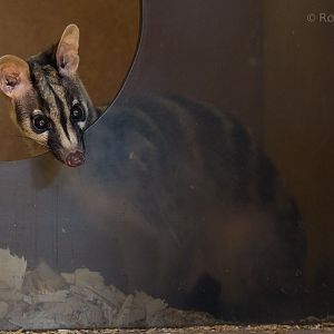 Owstons banded palm civet : Thrigby Hall : 25 Mar 2016
