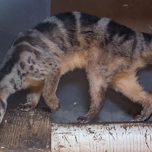 Owstons banded palm civet : Thrigby Hall : 25 Mar 2016