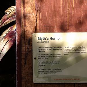 Blyths hornbill (and signage) : Thrigby Hall : 25 Mar 2016